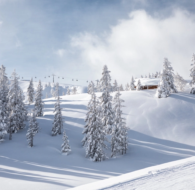 Schneebedeckte Landschaft mit Tannenbäumen in Saalbach Hinterglemm